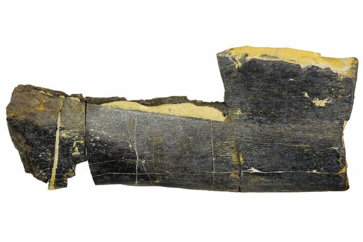 Fossil Ichthyosaur Rib Section - Buttenheim, Germany #125345